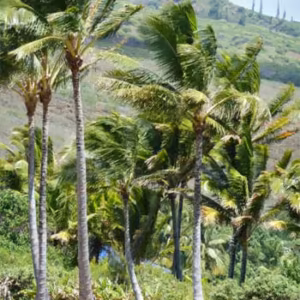 Coconut Palm Floral do Hawaii