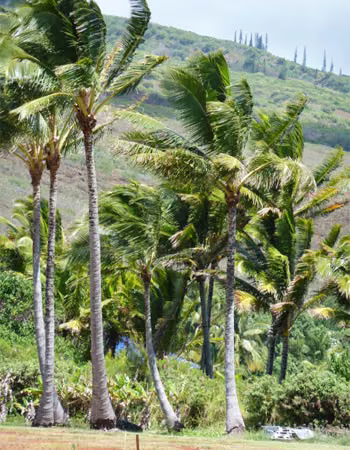 Coconut Palm Floral do Hawaii