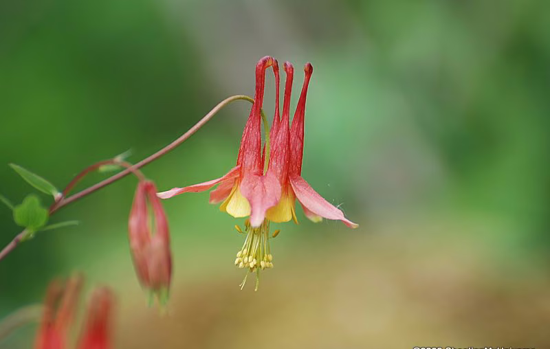 Columbine Floral da Califórnia - Imagem 2