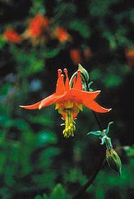 Columbine Floral do Alaska