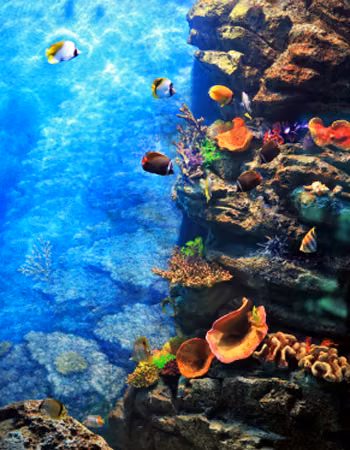 Coral Essência Marinha do Hawaii