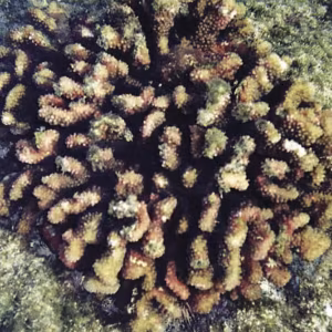 Coral Essência Marinha do Pacífico