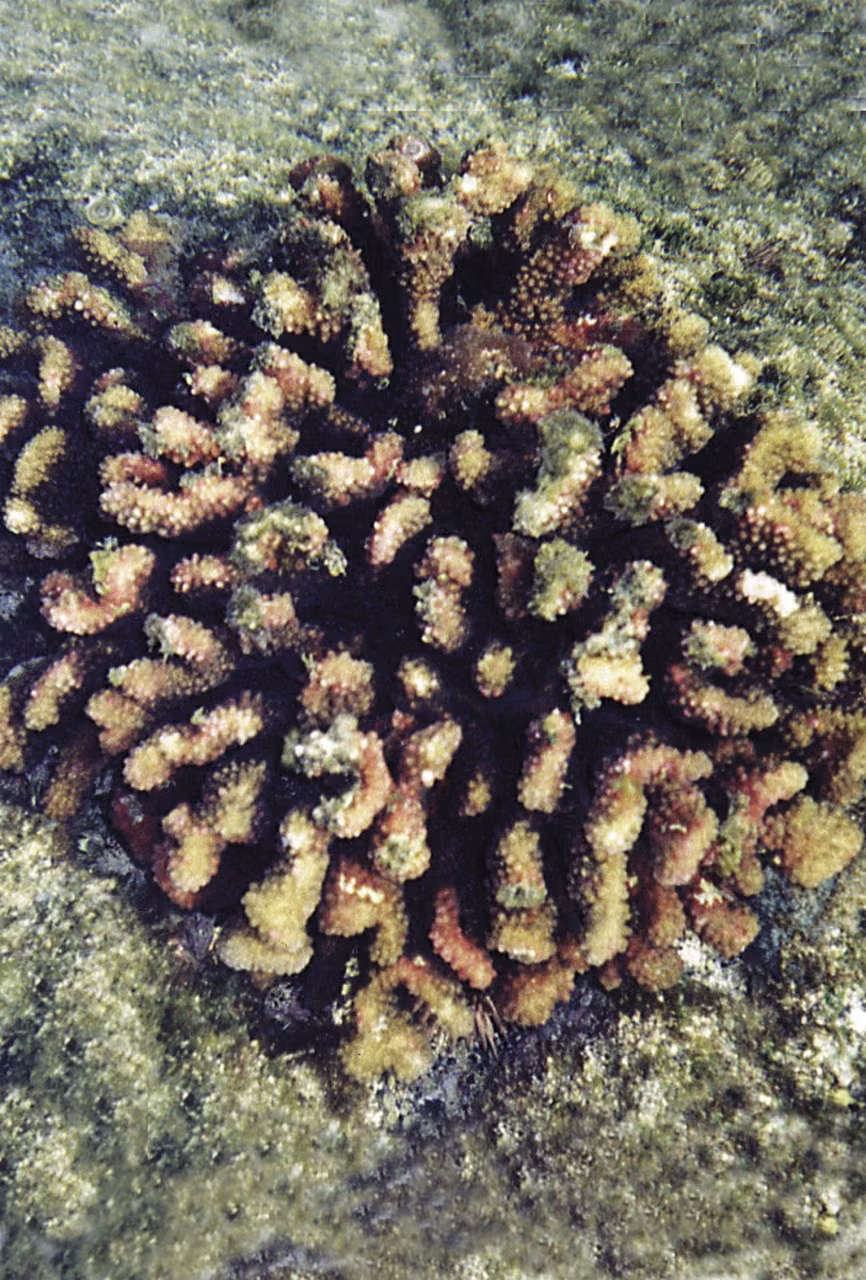 Coral Essência Marinha do Pacífico