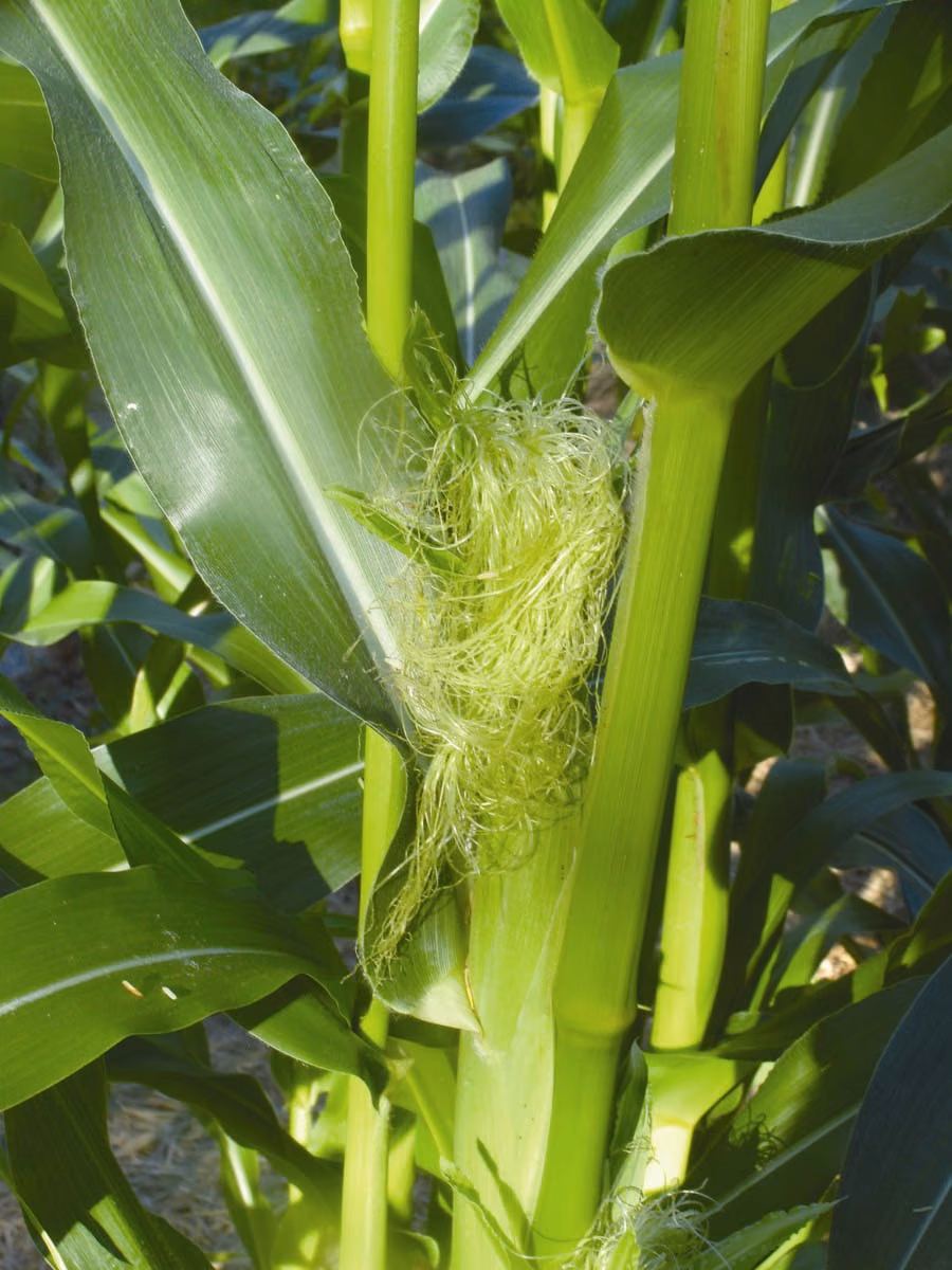 Corn Floral da Califórnia - Imagem 2