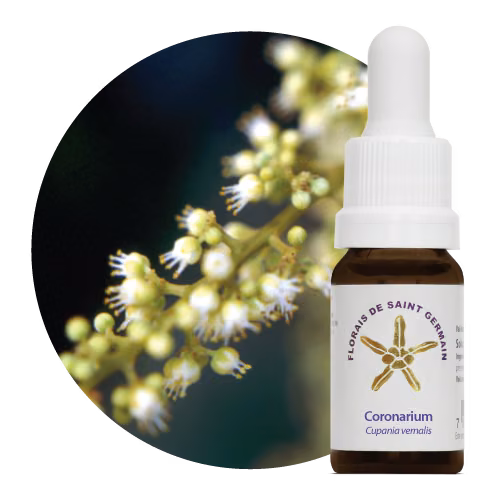Coronarium Floral de Saint Germain 10ml