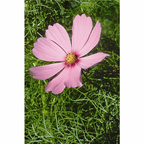 Cosmos Floral da Califórnia - Imagem 2