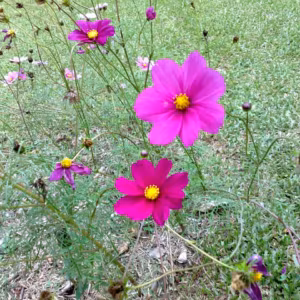 Cosmos Magenta Floral de Gaia 10 ml
