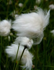 Cotton Grass Floral do Alaska