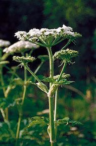 Cow Parsnip Floral do Alaska