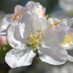 Crab Apple Floral de Bach 20 ml