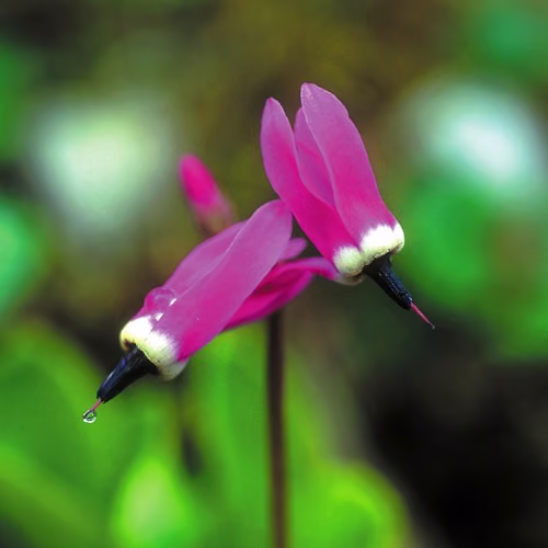 Criança Feliz e Tranquila Fórmula Floral Do Alaska 30 ml - Imagem 2
