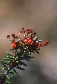 Crowberry Floral do Alaska