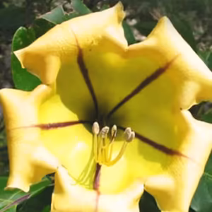 Cup of Gold Floral do Hawaii