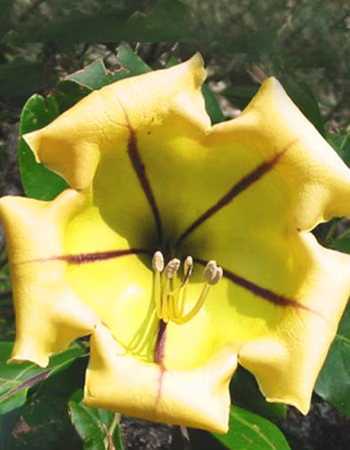 Cup of Gold Floral do Hawaii