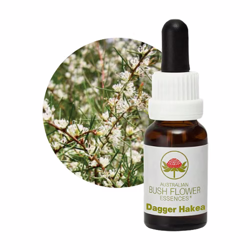 Dagger Hakea Floral do Bush Australiano 15 ml
