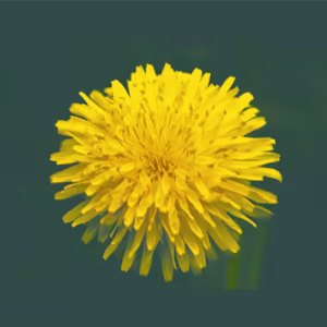 Dandelion Floral da Califórnia