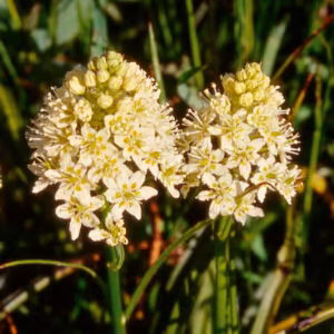 Death Camas Floral do Pacífico