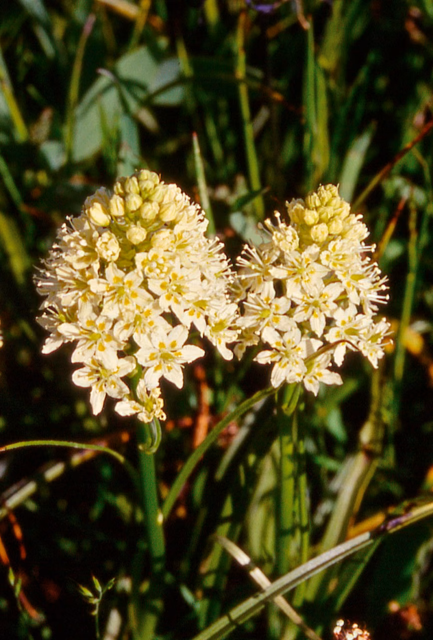 Death Camas Floral do Pacífico