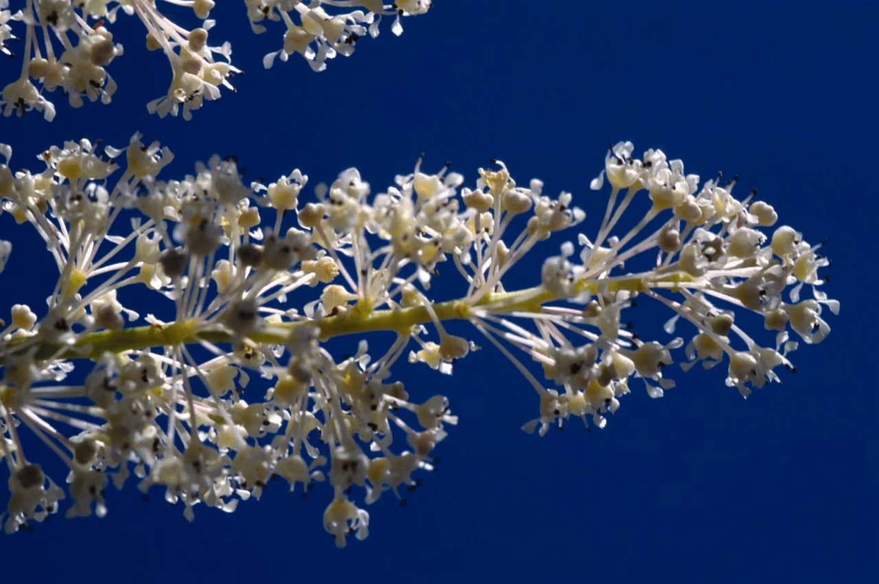 Deerbrush Floral da Califórnia - Imagem 2