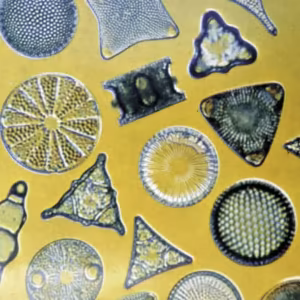 Diatoms Essência Marinha do Pacífico