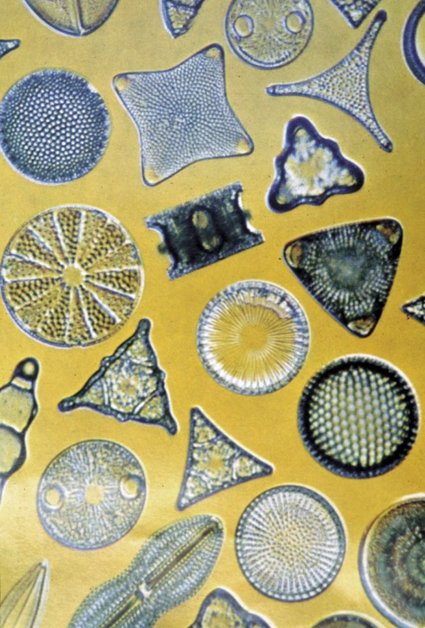 Diatoms Essência Marinha do Pacífico
