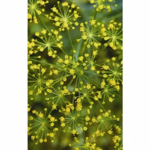 Dill Floral da Califórnia 30 ml