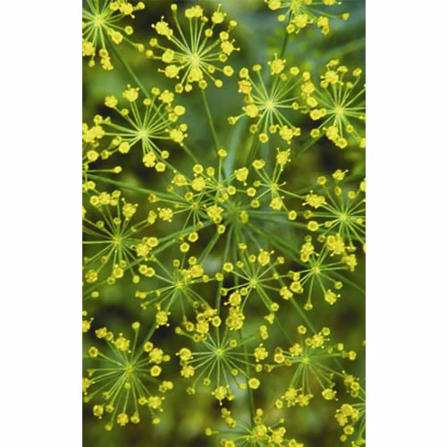 Dill Floral da Califórnia 30 ml
