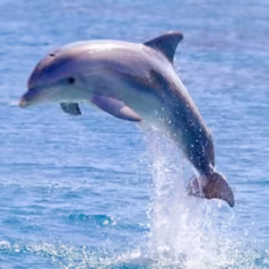 Dolphin Blessings Essência Marinha do Hawaii