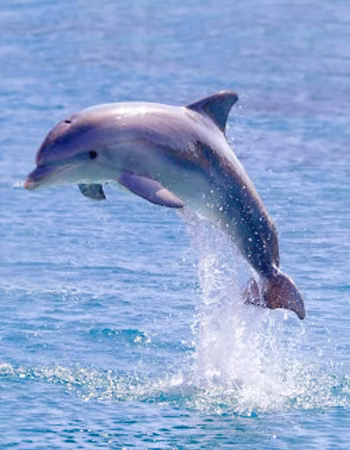 Dolphin Blessings Essência Marinha do Hawaii