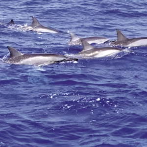Dolphin Essência Marinha do Pacífico