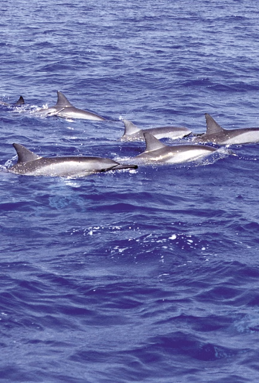 Dolphin Essência Marinha do Pacífico