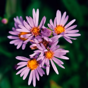 Douglas Aster Floral do Pacífico