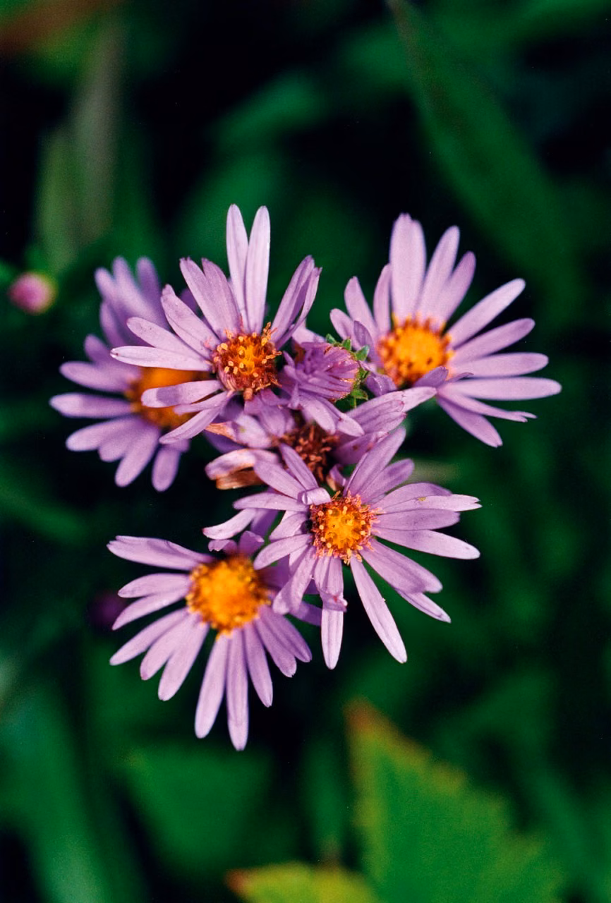 Douglas Aster Floral do Pacífico