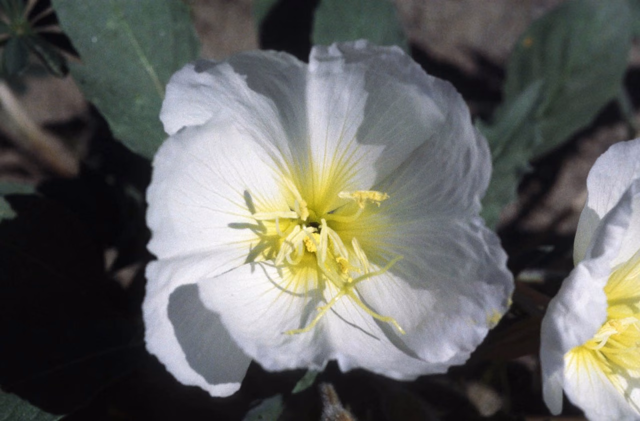 Dune Primrose Floral da Califórnia - Imagem 2