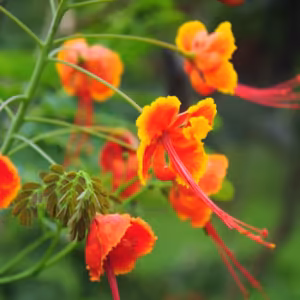 Dwarf Poinciana Floral do Hawaii