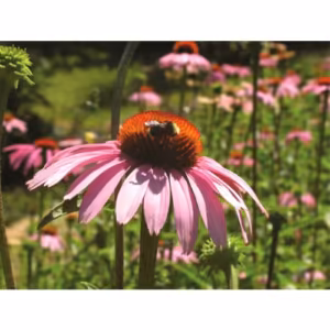Echinacea Floral da Califórnia 30 ml