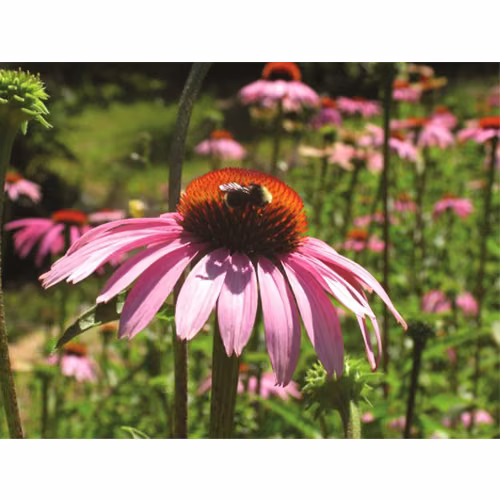 Echinacea Floral da Califórnia 30 ml