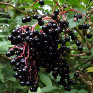 Elderberry Floral do Pacífico