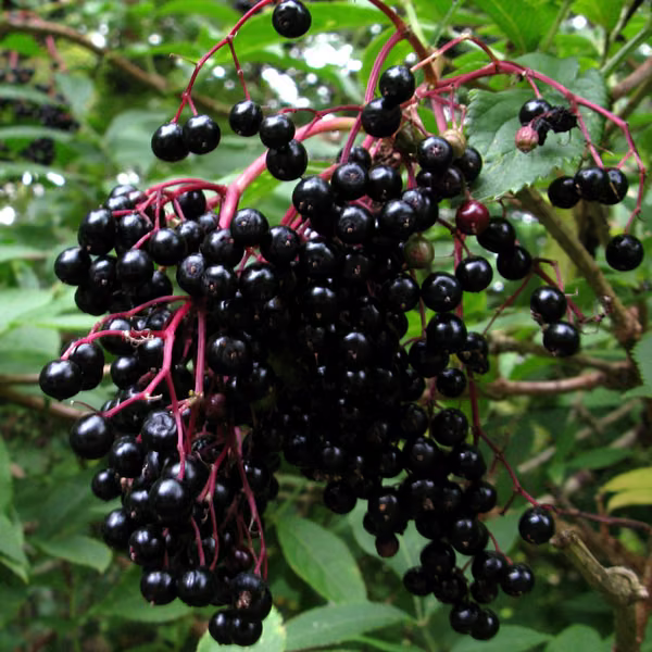 Elderberry Floral do Pacífico