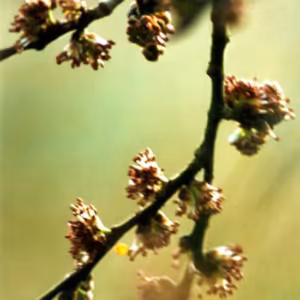 Elm Floral de Bach 20 ml