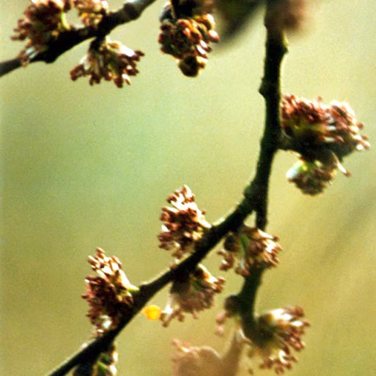 Elm Floral de Bach 20 ml