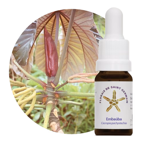 Embaúba Floral de Saint Germain 10 ml