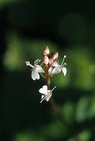 Enchanters Nightshade Floral do Alaska