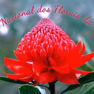 Encontro Nacional dos Florais da Austrália