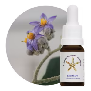 Erianthum Floral de Saint Germain 10 ml
