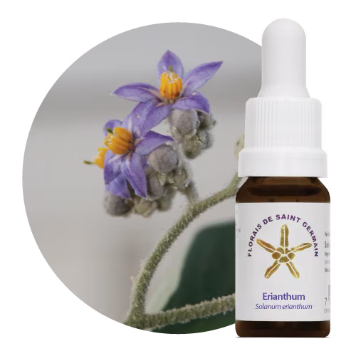 Erianthum Floral de Saint Germain 10 ml