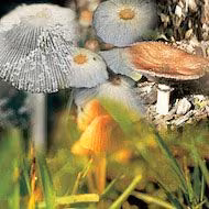 Essência Composta 4 Mushroom Combination 10 ml