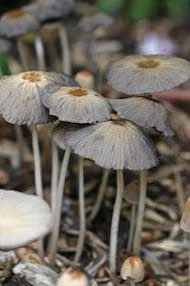 Essência Coprinus Auricomus 10 ml