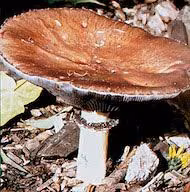 Essência Giant Stropharia 10 ml