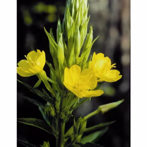 Evening Primrose Floral da Califórnia 30 ml